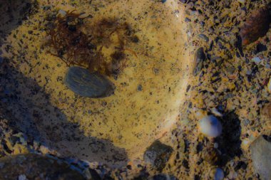 Plaj kayalıkları. Taş, kabuk ve deniz.