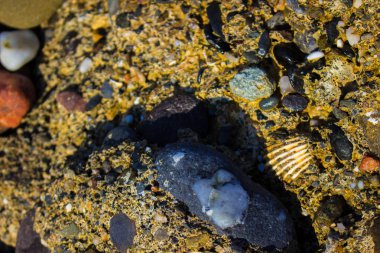 Plaj kayalıkları. Taş, kabuk ve deniz.