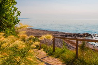 Yeşil bush. Akdeniz.