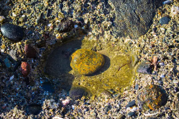 Plaj kayalıkları. Taş, kabuk ve deniz.