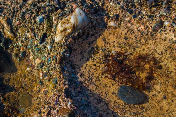 Plaj kayalıkları. Taş, kabuk ve deniz.