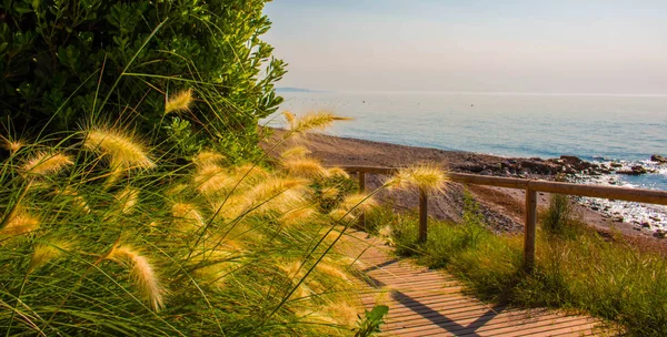 Arbusto verde. Mar Mediterráneo . — Foto de Stock