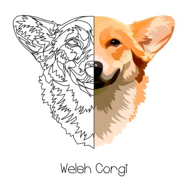 Galce Corgi. Vektör çizim. 
