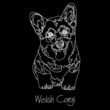 Galce Corgi. Vektör çizim. 