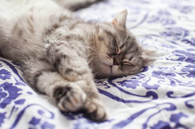 İskoç Düz. Şirin kedi portresi, mutlu hayvan..