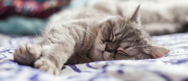 İskoç Düz. Şirin kedi portresi, mutlu hayvan..