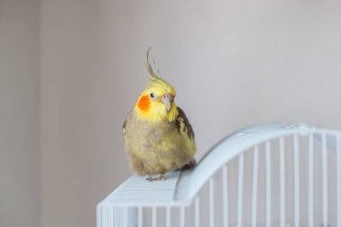 Cockatiel. Portre, şirin ve meraklı genç papağan, yaklaş..