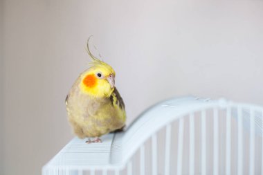Cockatiel. Portre, şirin ve meraklı genç papağan, yaklaş..