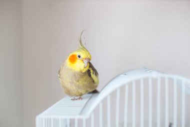 Cockatiel. Portre, şirin ve meraklı genç papağan, yaklaş..