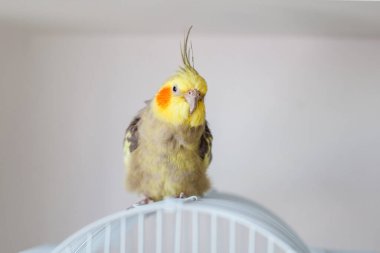 Cockatiel. Portre, şirin ve meraklı genç papağan, yaklaş..