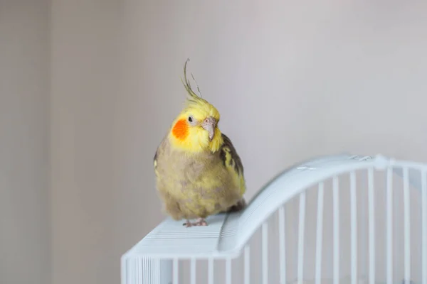 Cockatiel Retrato Bonito Curioso Jovem Cockatiel Close — Fotografia de Stock