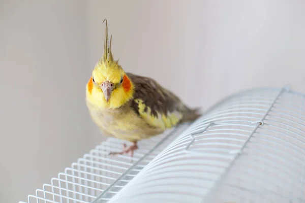 Cockatiel Retrato Bonito Curioso Jovem Cockatiel Close — Fotografia de Stock