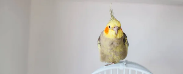 Cockatiel Retrato Bonito Curioso Jovem Cockatiel Close — Fotografia de Stock