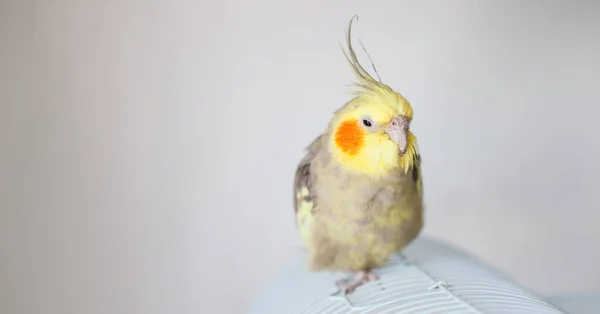 Det Cockatiel Porträtt Söt Och Nyfiken Ung Cockatiel Närbild — Stockfoto