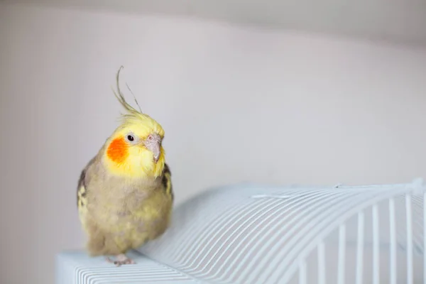 Cockatiel Retrato Bonito Curioso Jovem Cockatiel Close — Fotografia de Stock