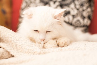 Güzel kedi. Tatlı beyaz kedi uyuyor..