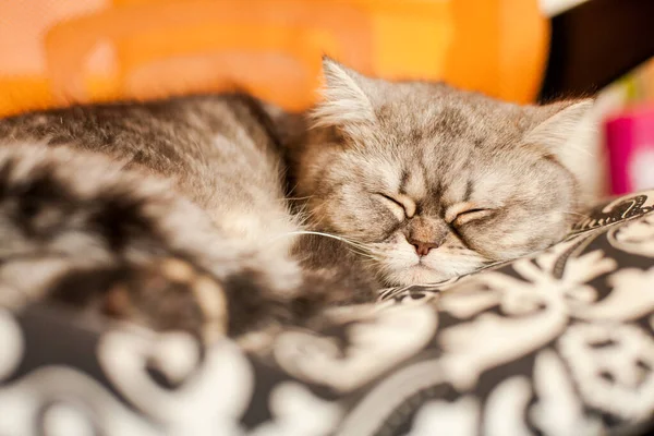 Scottish Straight Cute Cat Portrait Happy Pet — Stock Photo, Image