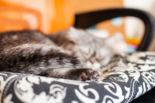 Scottish Straight Cute Cat Portrait Happy Pet — Stock Photo, Image