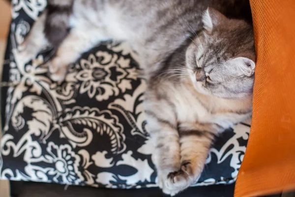 Scottish Straight Cute Cat Portrait Happy Pet — Stock Photo, Image