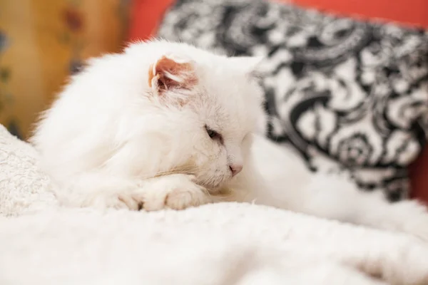 Güzel Kedi Tatlı Beyaz Kedi Uyuyor — Stok fotoğraf