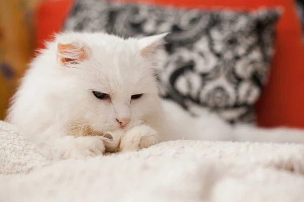 Hezká Kočka Roztomilá Bílá Kočka Spí — Stock fotografie