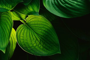 Yeşil yapraklar şeffaf. Yeşil yaprak dokusu. Siyah arkaplanda doğa