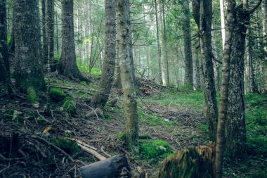 dağlarda sıra dışı orman