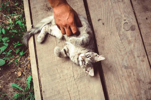 Kucing Dari Warna Perak Dalam Nirwana — Stok Foto
