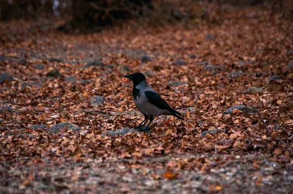 Raven Autumn Park — Stock Photo, Image