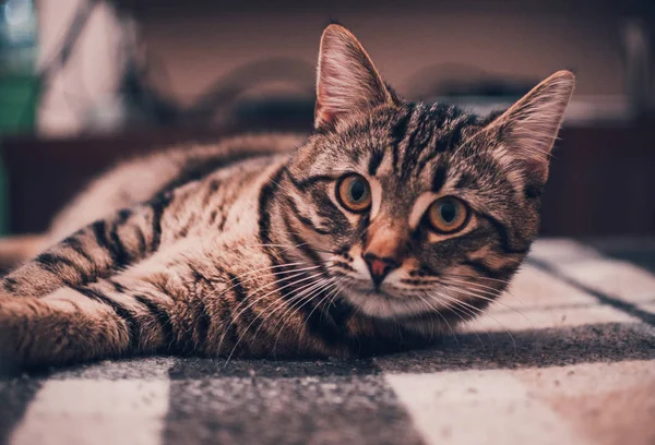 Kucing Cantik Dengan Tampilan Karismatik — Stok Foto