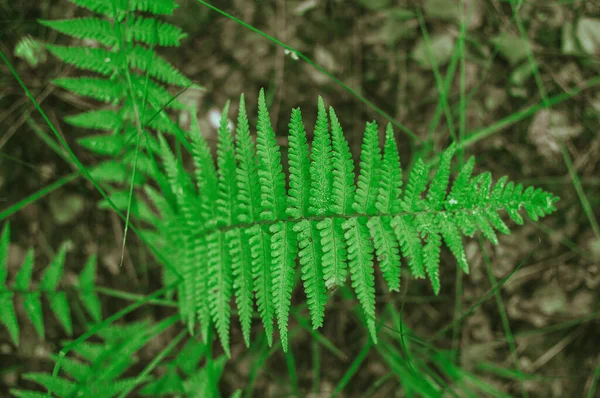 Tropical green wild fern leaves in le, for background and design. Copy space. — Stock Photo, Image