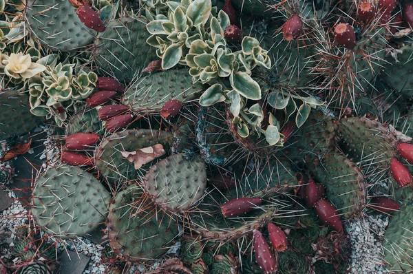 Sukulenty, echeveria kalanchoe soczyste roślin domowych.Aloe ostifolia jest soczysty roślina zielna, gatunki z rodzaju Aloe z rodziny Asphodelaceae.. — Zdjęcie stockowe