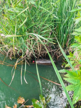 Havuzdaki plastik şişe. Çevre ve nehirlerin kirliliği. Ekolojik sorun ve felaket. Bastır Yeşil, sıfır atık, gezegeni kurtar, Dünya Günü, plastik yok, geri dönüşüm konsepti