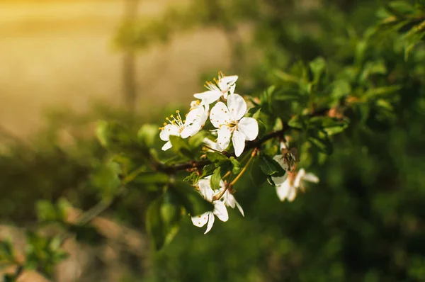 Apricot tree flowers with soft focus. Spring white flowers on a tree branch. Template for design. Apricot tree in bloom. Spring, seasons, white flowers of an apricot tree close-up.