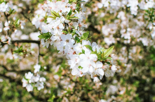 Apricot tree flowers with soft focus. Spring white flowers on a tree branch. Template for design. Apricot tree in bloom. Spring, seasons, white flowers of an apricot tree close-up.