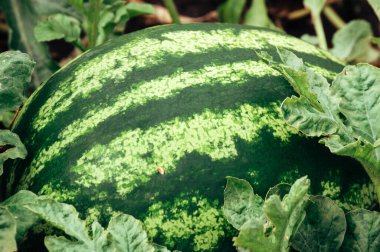 yeşil çizgili büyük karpuz yazın bahçede yetişir. Olgun sulu meyveler bir çiftlikte yetişir. Hasat konsepti.