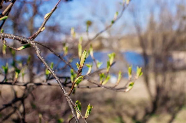 Brotes jóvenes de avellana en una rama de árbol a principios de primavera en la orilla del río. Plantilla para diseño. Copiar espacio . — Foto de Stock