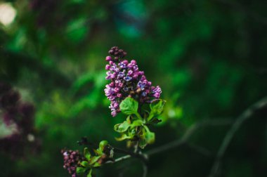 Bahçedeki bir ağaçta sirenlerin dalları, güneşe park etmek. İlkbaharda açan güzel leylak çiçekleri. Mayıs 'ta çiçek açacağım. Bahar konsepti Tasarım şablonu.