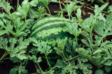 yeşil çizgili büyük karpuz yazın bahçede yetişir. Olgun sulu meyveler bir çiftlikte yetişir. Hasat konsepti.