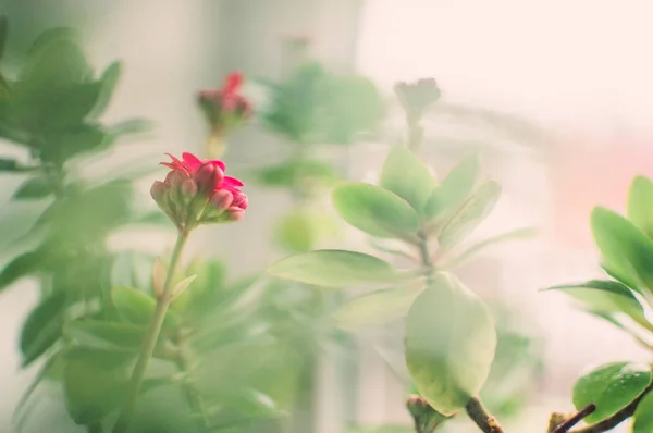 Têtes florales d'automne rose vif de sedum succulent ou Hylotelephium spectabile, une plante de glace ou de pierre, dans un pot d'argile sur un rebord de fenêtre. Modèle pour la conception . — Photo