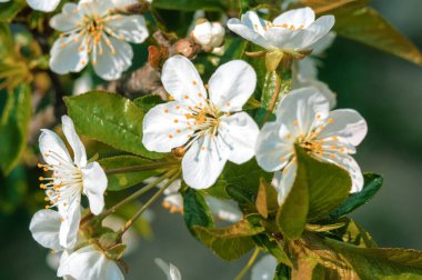 İlkbaharın başlarında çiçek açan elma ağaçları. Bahçedeki bir meyve ağacında çiçekler. Bahar mevsimi konsepti. Tasarım şablonu. Boşluğu kopyala.