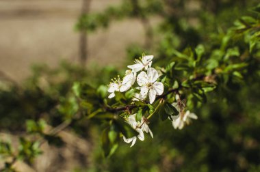 Yumuşak odaklı kayısı ağacı çiçekleri. Ağaç dalında bahar beyaz çiçekleri. Tasarım şablonu. Çiçek açmış kayısı ağacı. Bahar, mevsimler, kayısı ağacının beyaz çiçekleri..