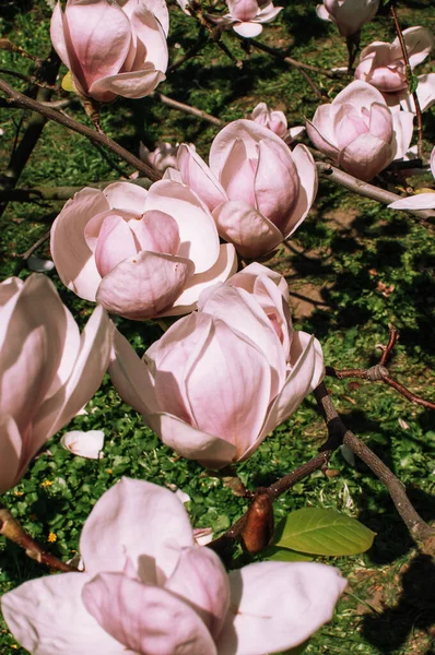 Smukke blomstrende magnolia grene med åbne blomster. Pink kinesisk magnolia med tulipan blomster i foråret haven. Botanisk have i maj . - Stock-foto