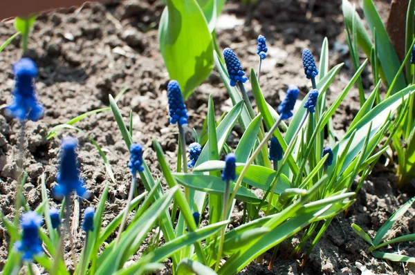 Μακρο φωτογραφία ενός ανοιξιάτικου φυτού Muscari armeniacum. Φόντο μωβ λουλούδια muscari με πράσινα φύλλα. Μοσχάρι μπλε αγριολούλουδο φυτρώνει στο έδαφος. Λουλούδια στον κήπο για τις διακοπές. — Φωτογραφία Αρχείου