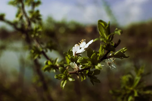 Apricot tree flowers with soft focus. Spring white flowers on a tree branch. Template for design. Apricot tree in bloom. Spring, seasons, white flowers of an apricot tree close-up.