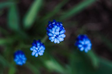 Bahar çiçeği Muscari Armeniacum 'un Macro fotoğrafı. Arkaplan mor çiçekli yeşil yapraklı muscari. Muscari mavi yabani çiçeği toprakta yetişir. Tatil için bahçede çiçekler..