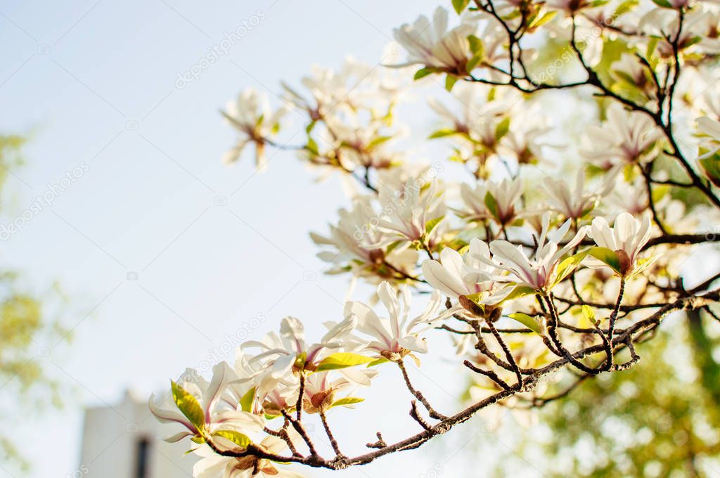 Beautiful blooming magnolia branches with open flowers. White chinese magnolia with tulip flowers in spring garden. Botanical Garden in May.