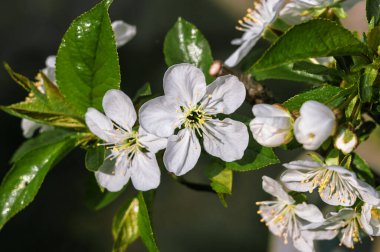 İlkbaharın başlarında çiçek açan elma ağaçları. Bahçedeki bir meyve ağacında çiçekler. Bahar mevsimi konsepti. Tasarım şablonu. Boşluğu kopyala.