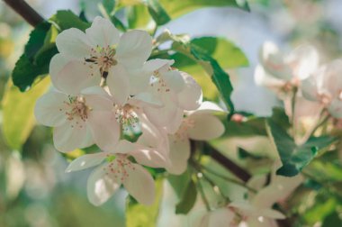İlkbaharın başlarında çiçek açan elma ağaçları. Bahçedeki bir meyve ağacında çiçekler. Bahar mevsimi konsepti. Tasarım şablonu. Boşluğu kopyala.