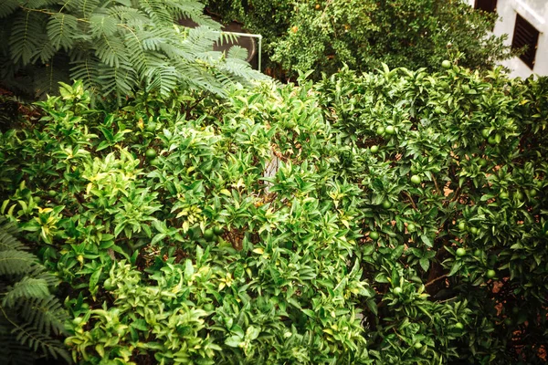 Arbres Fruitiers Pas Mûrs Grenades Vertes Vue Dessus Récolte Concept — Photo